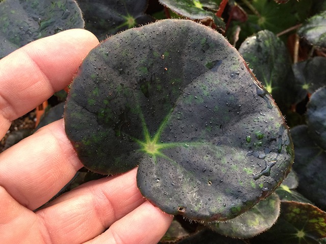 B. ‘Sazanami No. 1’